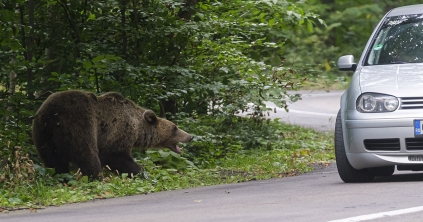 Év eleje óta 304-szer riasztották lakott területen felbukkanó medvékhez a csendőröket a megyében